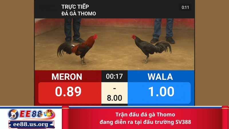 Trận đấu đá gà Thomo đang diễn ra tại đấu trường SV388