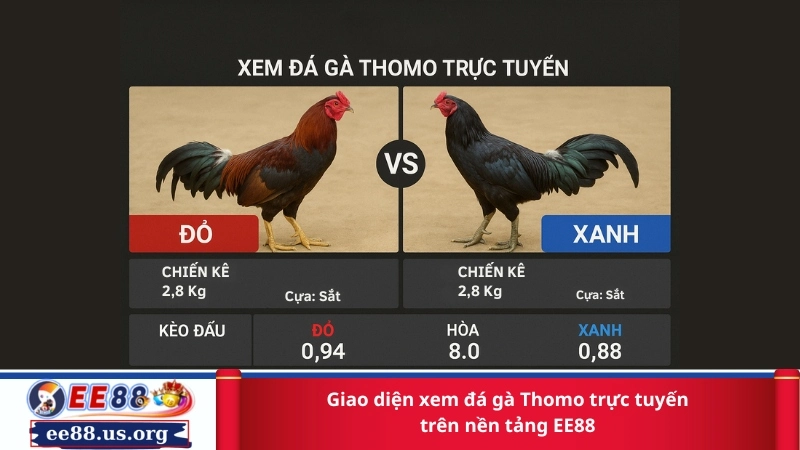 Giao diện xem đá gà Thomo trực tuyến trên nền tảng EE88