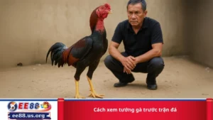 cách xem tướng gà trước trận đá