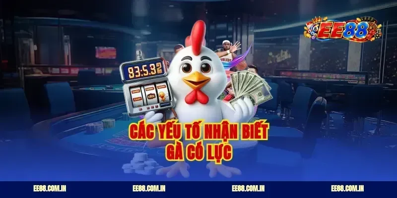 Các yếu tố nhận biết gà có lực