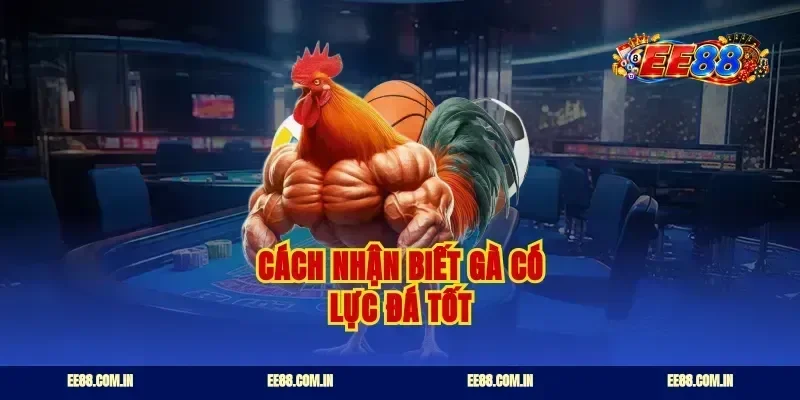 Cách nhận biết gà có lực đá tốt