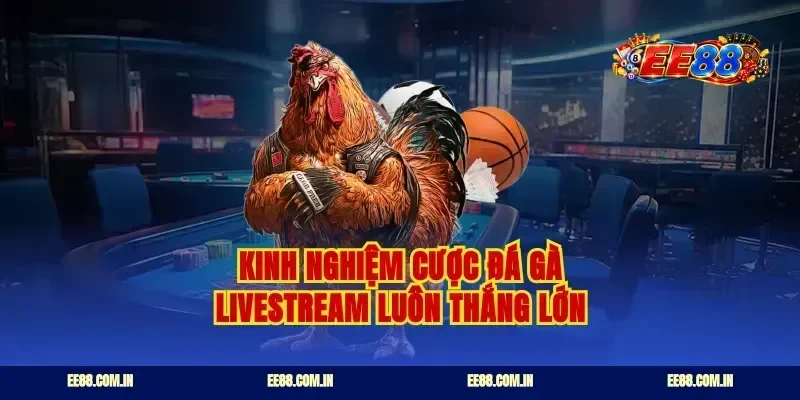 Kinh nghiệm cược đá gà livestream luôn thắng lớn