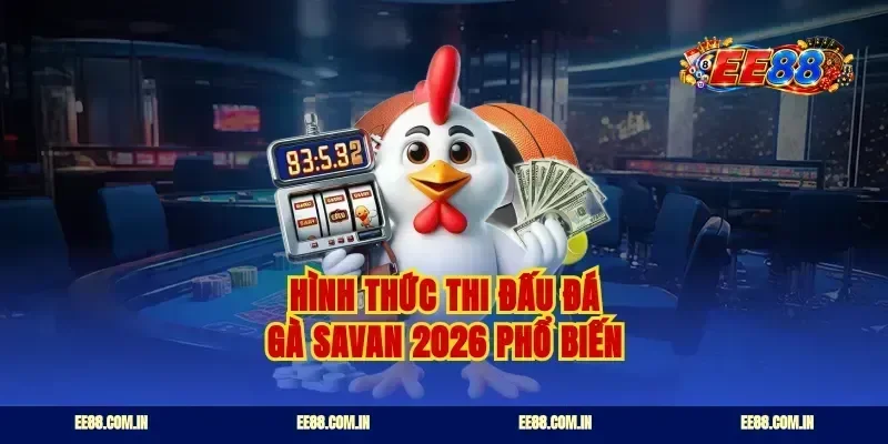 Hình thức thi đấu đá gà Savan 2026 phổ biến