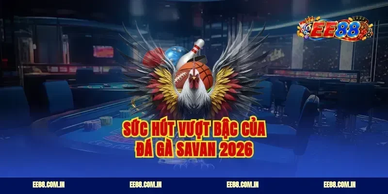 Sức hút vượt bậc của đá gà Savan 2026